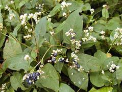 علف هفت بند چینی